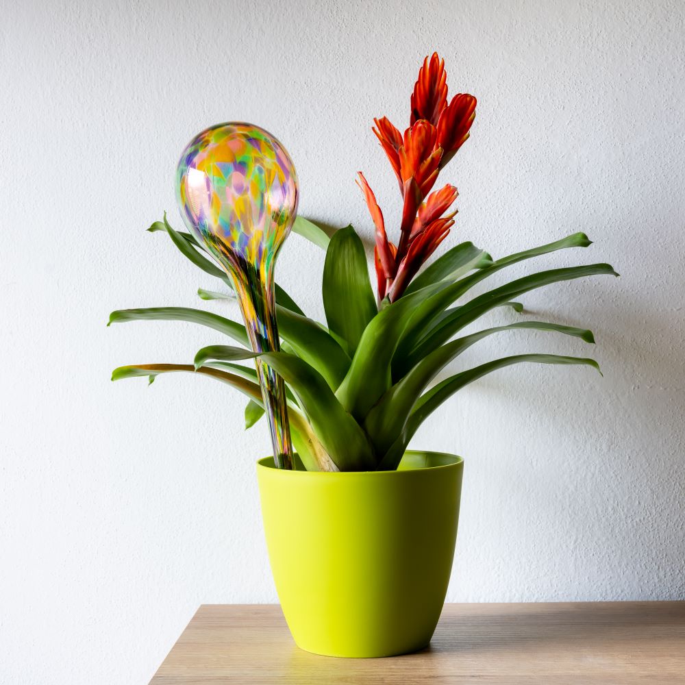 Skleněný zavlažovač do květináče - Multicolor transparentní - obrázek