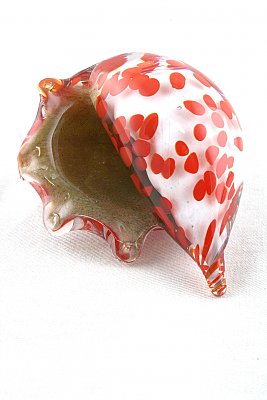 Mušle - obrázek
